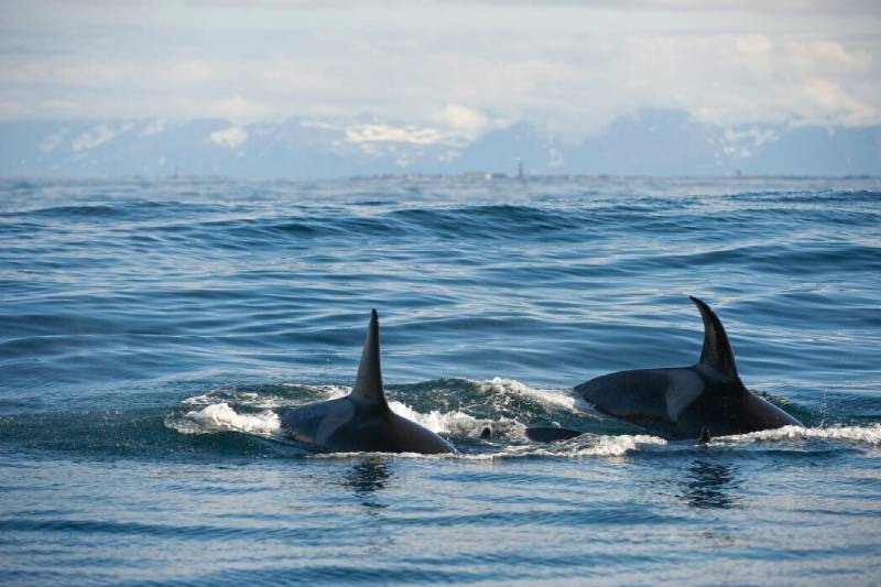 avistamiento ballenas