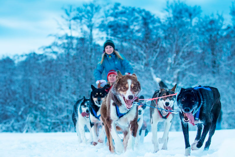 huskies narvik